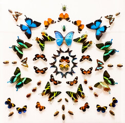 Fototapeta na wymiar Tropical Butterflies collection on a white background.