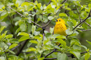  yellow warbler (Setophaga petechia) in spring