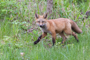 Cute red fox pup in early summer