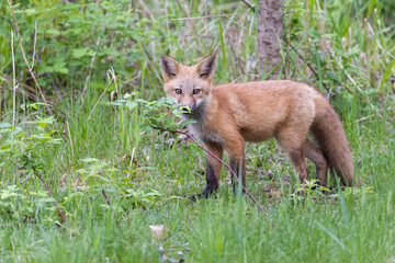 Cute red fox pup in early summer
