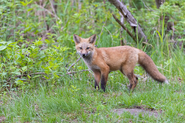 Cute red fox pup in early summer