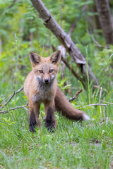 Naklejka na ściany i meble Cute red fox pup in early summer