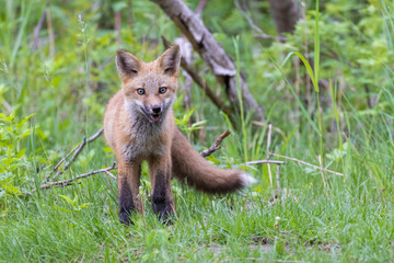 Cute red fox pup in early summer