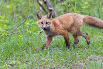 Cute red fox pup in early summer