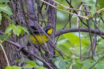  Canada warbler (Cardellina canadensis)  male in spring