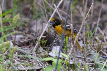 Nesting female Baltimore oriole (Icterus galbula) 