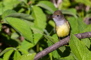 great crested flycatcher (Myiarchus crinitus) in spring