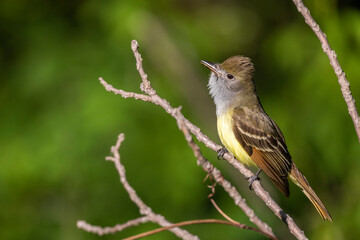 great crested flycatcher (Myiarchus crinitus) in spring