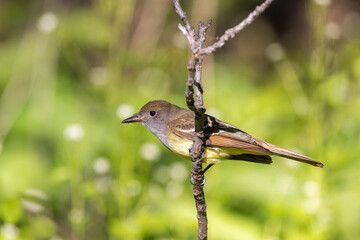 great crested flycatcher (Myiarchus crinitus) in spring
