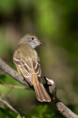 great crested flycatcher (Myiarchus crinitus) in spring