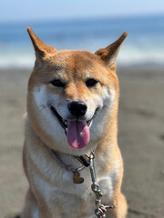 柴犬と海