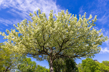 Fototapeta premium Pear tree in flower