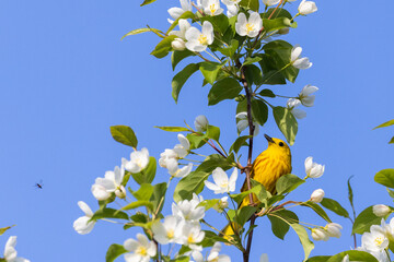  yellow warbler (Setophaga petechia) in spring