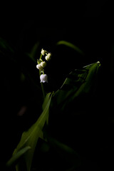 Lily of the valley (Convallaria majalis)