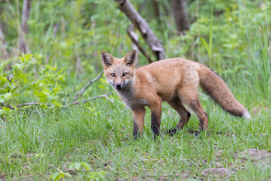 Cute red fox pup in early summer