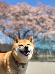 桜と柴犬