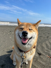 柴犬と海岸