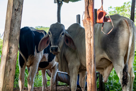 Terneros en el campo Panam&aacute;