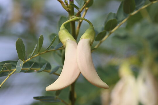 Cambodia. Sesbania grandiflora, commonly known as vegetable hummingbird, katurai, agati, or West Indian pea, is a small leguminous tree native to Maritime Southeast Asia and Northern Australia.