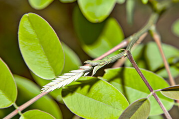 The tops of the new cassia trees