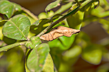 The butterfly is incubating in the puppies.
