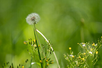 舞鶴公園の綿帽子