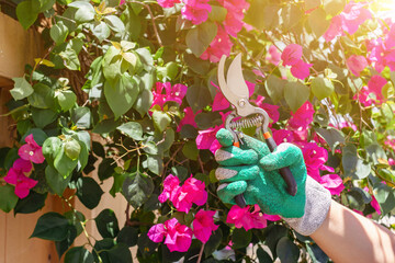 Gardener pruning tree with pruning shears,People are pruning trees, Decorate the garden.