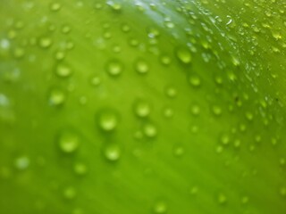 green leaf with water drops