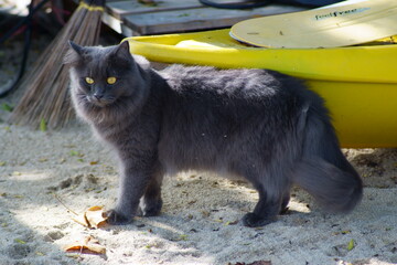 cat on the beach and boat