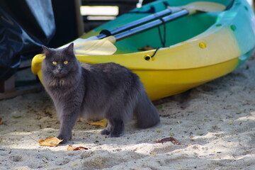 cat on the beach and boat