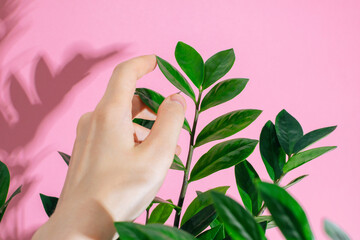 Female hand touching green leaves of home plant zamioculcas at pink background.