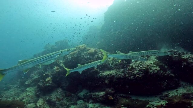 Under Water Film footage - five Barracuda fish passes close to camera with rocky corals in the background -Sailrock in Thailand
