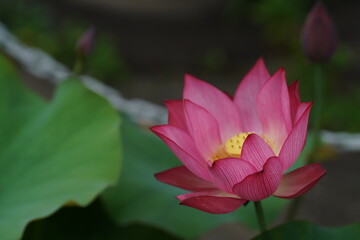 京都の東山の大蓮寺の赤蓮花