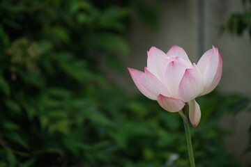 Fototapeta premium 京都の東山の大蓮寺の白蓮花