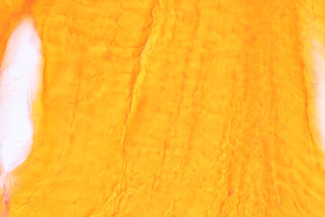 White fibrous cartilage of human under the microscope in Lab.