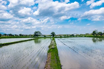 Foto op Canvas 初夏の水がはられた水田の風景　水鏡　奥行きある田んぼの風景　 © MTBS PHOTO