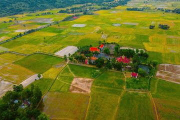Aerial view of fresh green and yellow rice fields and palmyra trees in Mekong Delta, Tri Ton town,...