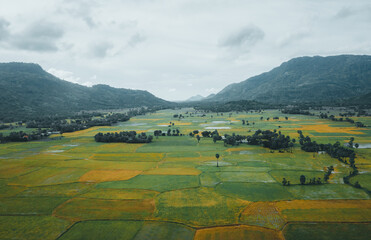 Aerial view of fresh green and yellow rice fields and palmyra trees in Mekong Delta, Tri Ton town,...