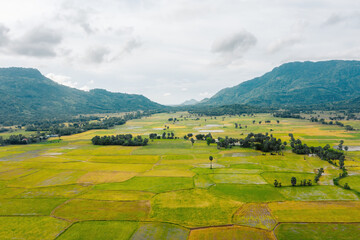 Aerial view of fresh green and yellow rice fields and palmyra trees in Mekong Delta, Tri Ton town, An Giang province, Vietnam. Ta Pa rice field.