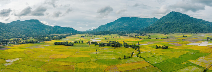 Aerial view of fresh green and yellow rice fields and palmyra trees in Mekong Delta, Tri Ton town,...