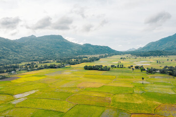 Aerial view of fresh green and yellow rice fields and palmyra trees in Mekong Delta, Tri Ton town, An Giang province, Vietnam. Ta Pa rice field.