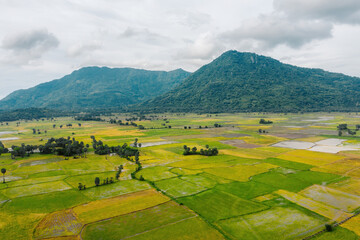 Aerial view of fresh green and yellow rice fields and palmyra trees in Mekong Delta, Tri Ton town,...