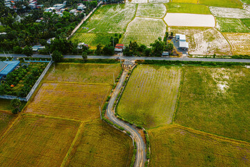 Aerial view of fresh green and yellow rice fields and palmyra trees in Mekong Delta, Tri Ton town,...