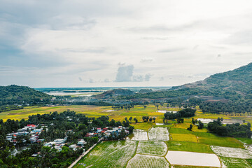 Aerial view of fresh green and yellow rice fields and palmyra trees in Mekong Delta, Tri Ton town,...