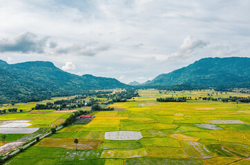 Aerial view of fresh green and yellow rice fields and palmyra trees in Mekong Delta, Tri Ton town,...