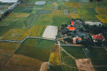 Aerial view of fresh green and yellow rice fields and palmyra trees in Mekong Delta, Tri Ton town,...