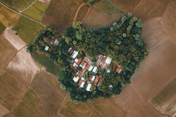 Aerial view of fresh green and yellow rice fields and palmyra trees in Mekong Delta, Tri Ton town,...