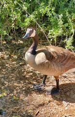 goose on the water