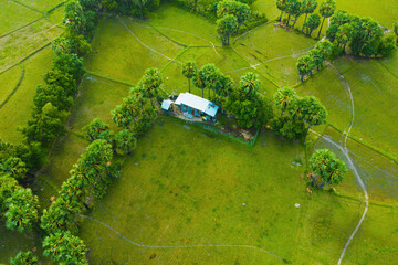 Aerial view of fresh green and yellow rice fields and palmyra trees in Mekong Delta, Tri Ton town,...