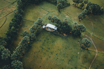 Aerial view of fresh green and yellow rice fields and palmyra trees in Mekong Delta, Tri Ton town,...